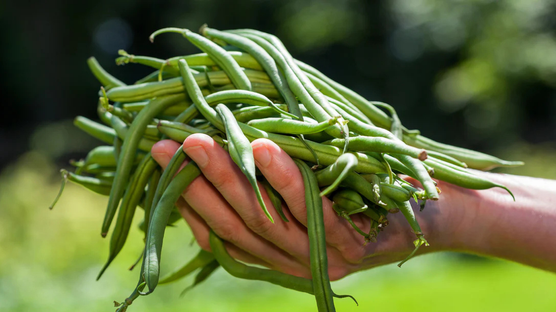 The Surprising Connection Between String Beans and Diabetes.